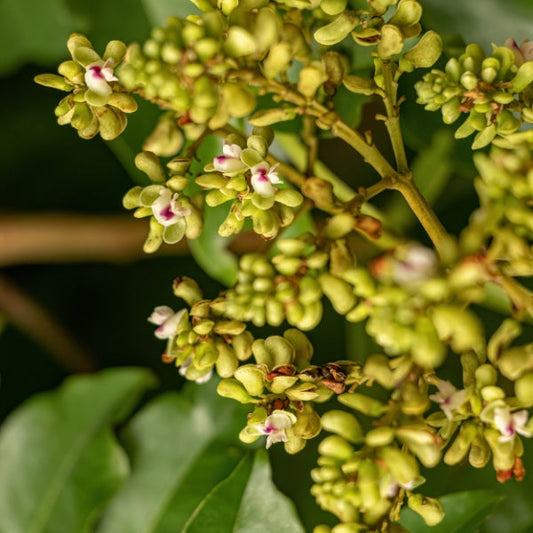 imagem da flor da árvore do baru